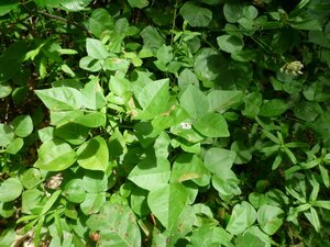 Rupertia physodes Leaf